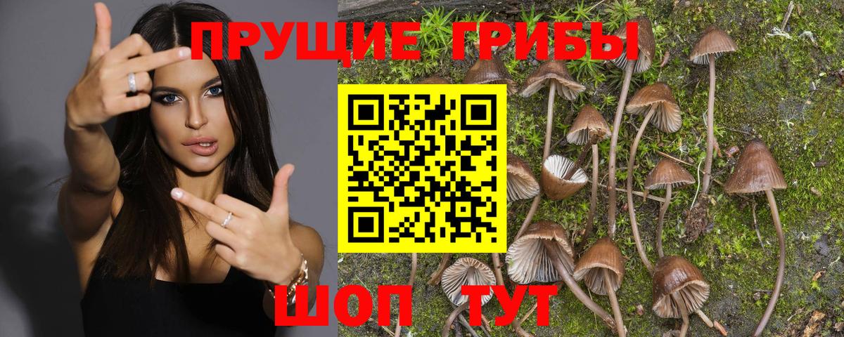 Псилоцибиновые грибы прущие грибы  Вход с VPN  Дербент 